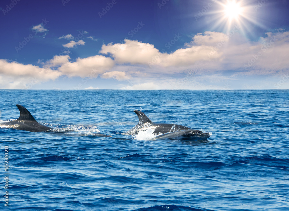 Wale watching on the wonderful island of Madeira: Wild bottlenose dolphins swimming in and jumping out of the water; Portugal, Europe. Wale watching on the wonderful island of Madeira: Wild bottlenose dolphins swimming in and jumping out of the water; Portugal, Europe.