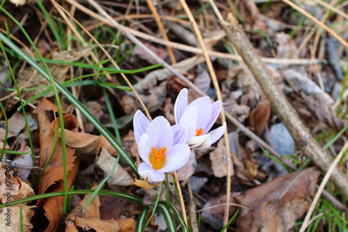 Crocus biflorus The flower of the forest saffron