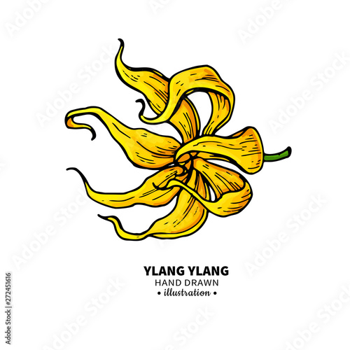 Ylang ylang vector drawing. Isolated vintage illustration of medical flower.