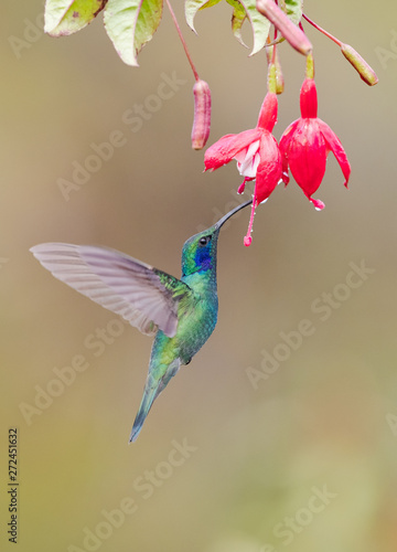 Lesser Violetear (Colibri cyanotus)