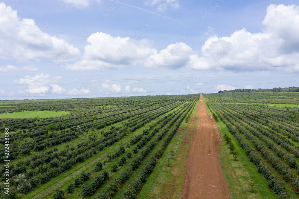 Coffee Plantation at Paksong Highland, Champasak, Lao PDR