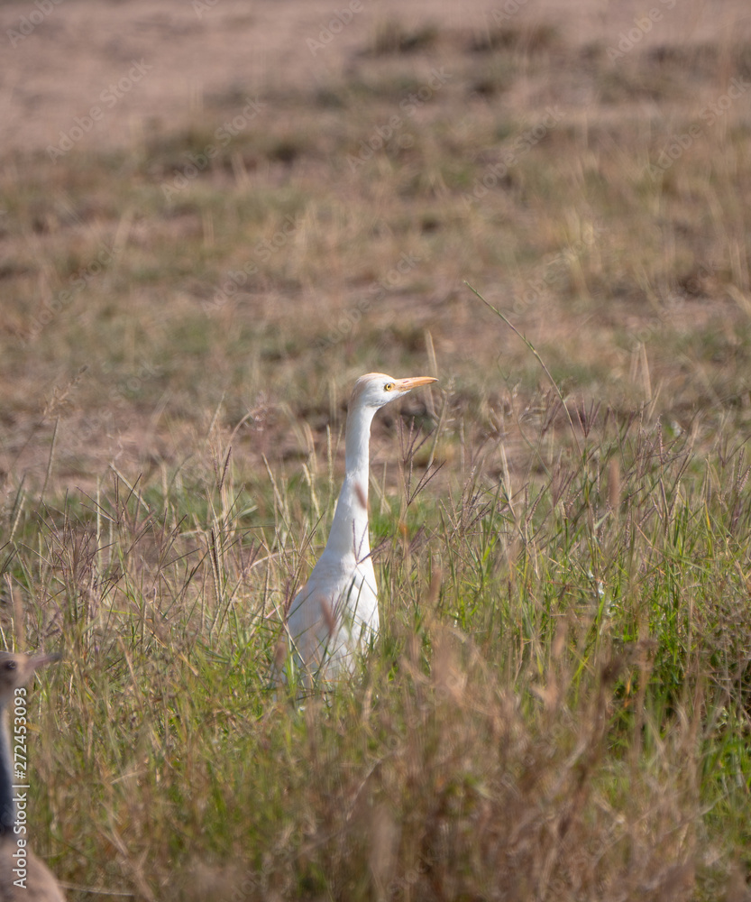 Egret in Amboseli National Park, Kenya