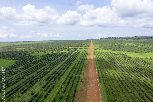 Highland coffee plantation at Paksong  Lao PDR