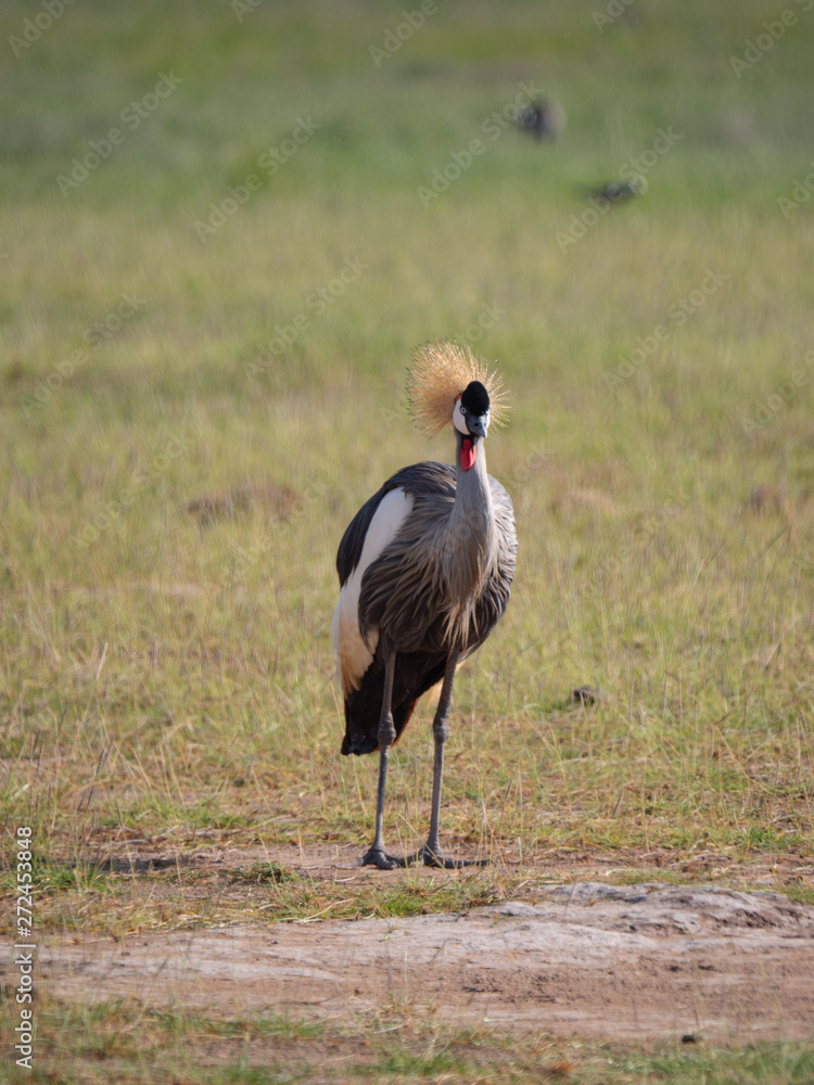 The Crested Crane (Grey Crowned Crane) in Amboseli National Park, Kenya