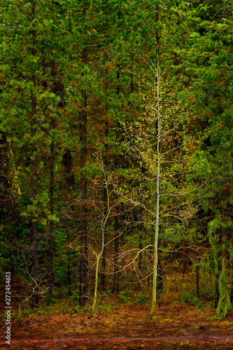 Forest of Trees in Wilderness Lush Green Growth