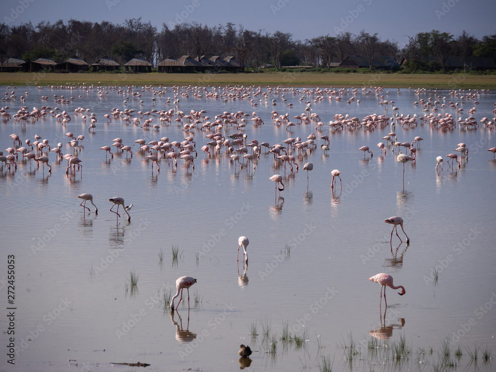 Fototapeta premium Flamingos in Amboseli Lake, Kenya