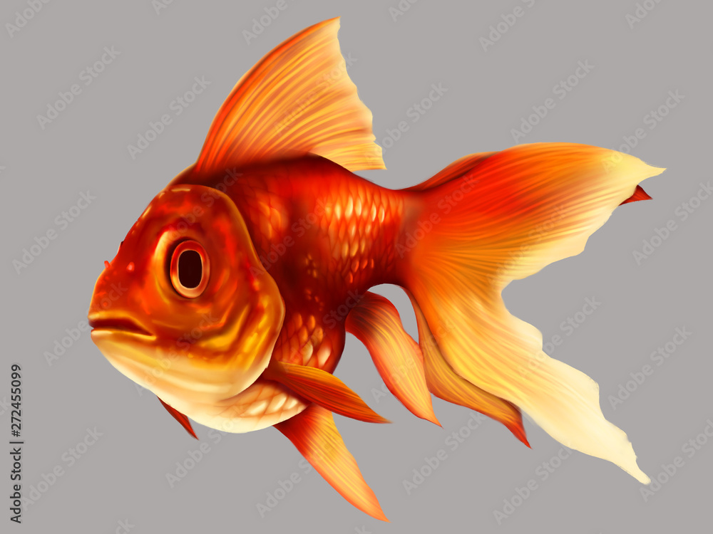 Illustration of fantail goldfish in gray background easy for use
