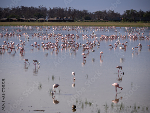 Flamingos in Amboseli Lake, Kenya