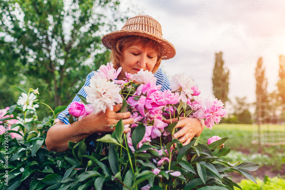 Senior woman gathering and smelling flowers in garden. Elderly retired woman hugging peonies