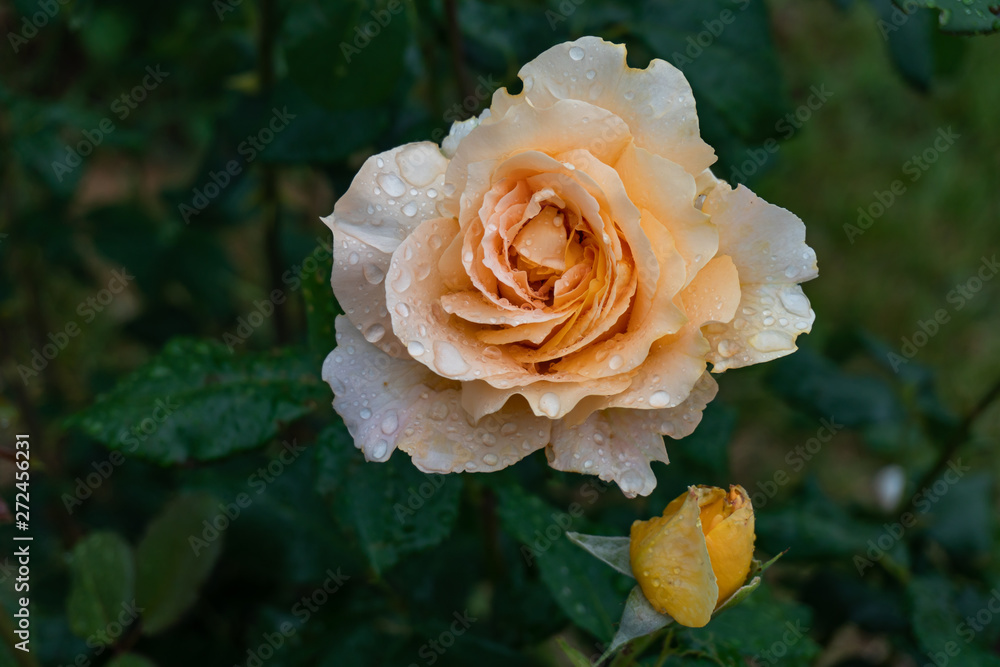 Garden roses covered with rain droplets. Red, yellow, pink roses in the garden. Raindrops, dew on the petals and leaves of roses. Beautiful blooming roses.