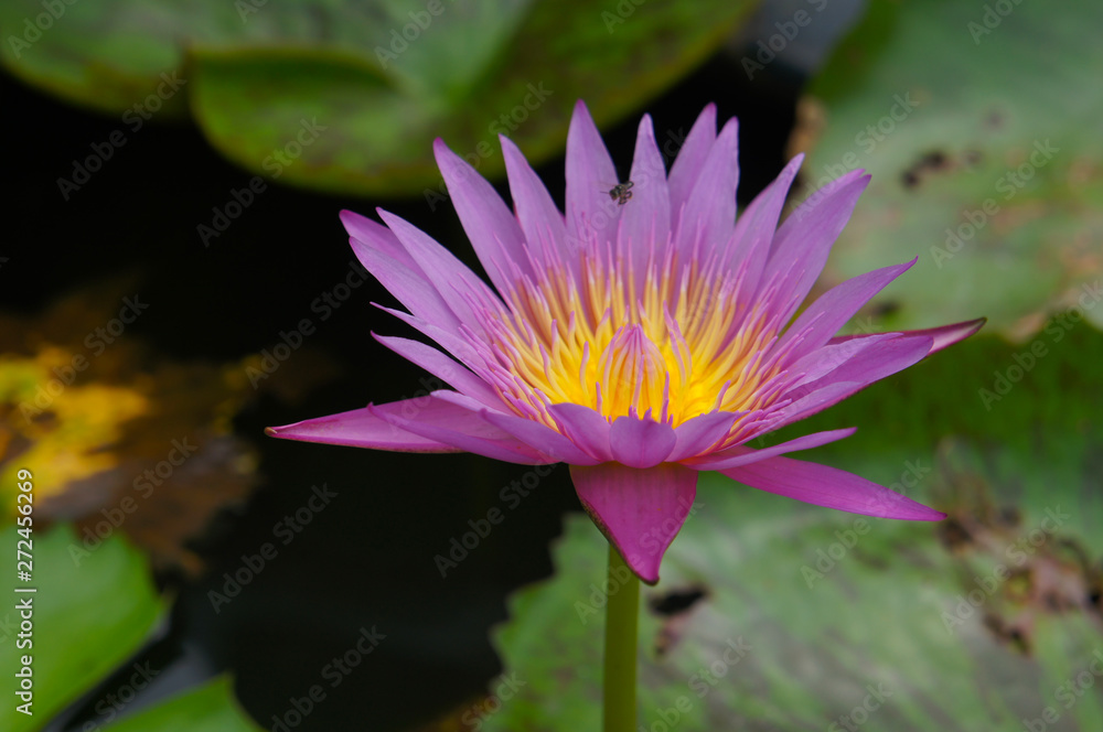 Blue water lily flower with green leaves Blue water lily flower with green leaves