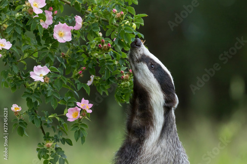 European badger is standing on his hind legs and sniffing a wild rose flower Fototapet