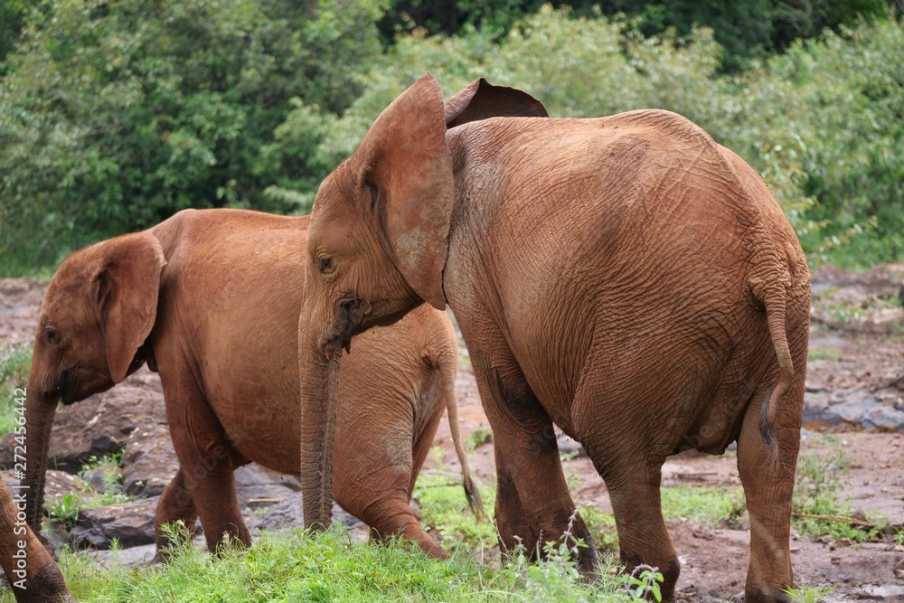 Baby Elephants at the Animal Orphanage, Kenya