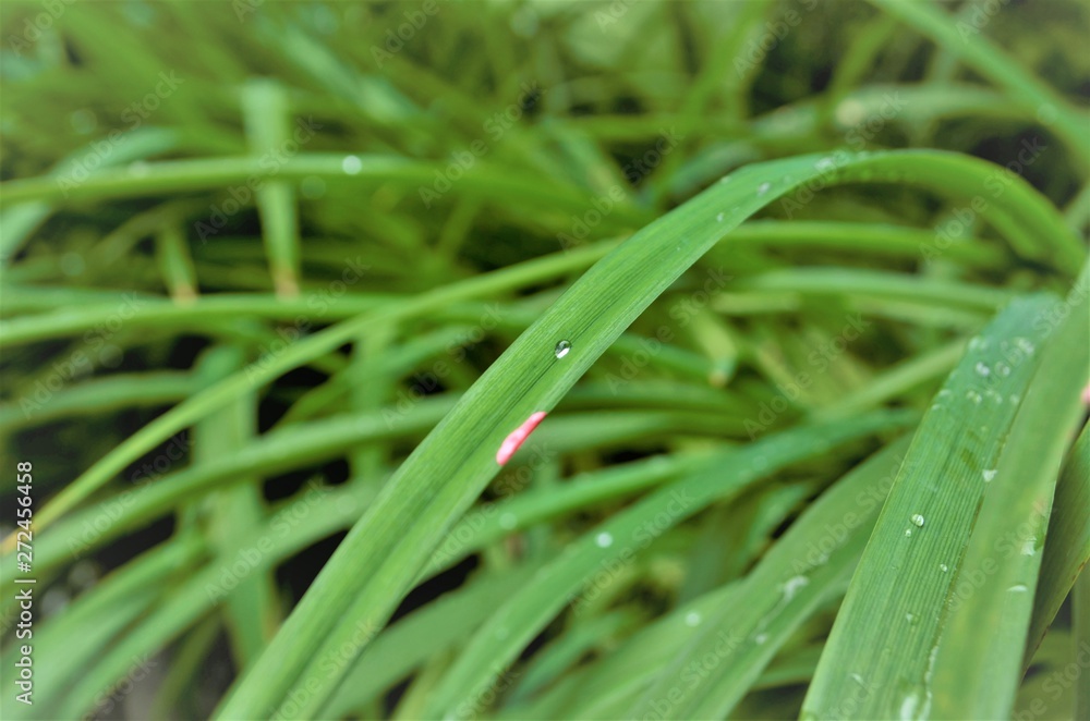 Obraz premium dewdrop on the grass