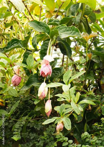 Medinilla magnifica or showy medinilla or rose grape plant vertcial photo