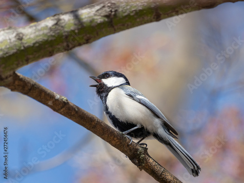 さえずるシジュウカラ