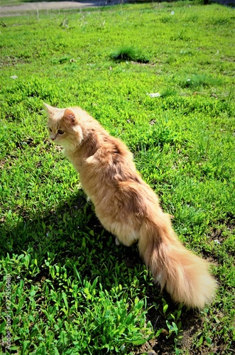 ginger lawn cat