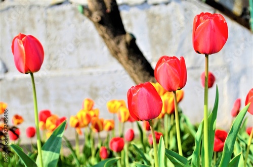 tulips