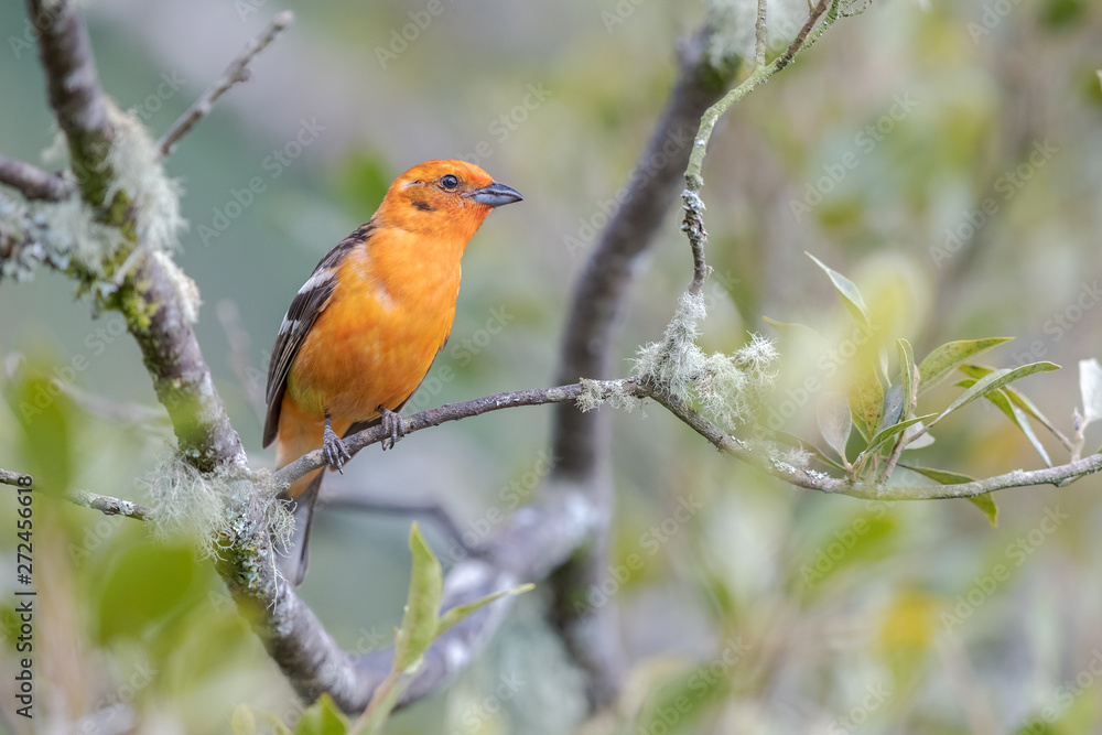 flame-colored tanager (Piranga bidentata) flame-colored tanager (Piranga bidentata)