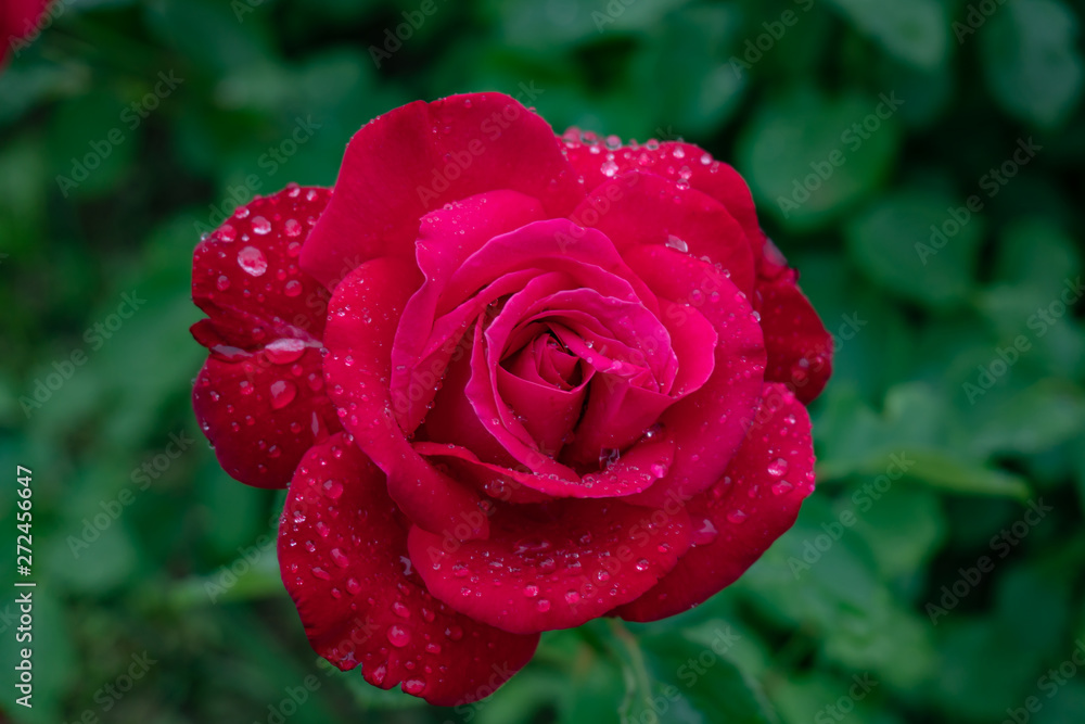 Garden roses covered with rain droplets. Red, yellow, pink roses in the garden. Raindrops, dew on the petals and leaves of roses. Beautiful blooming roses. Garden roses covered with rain droplets. Red, yellow, pink roses in the garden. Raindrops, dew on the petals and leaves of roses. Beautiful blooming roses.