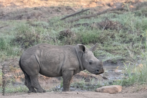 A baby white rhino exploring, iMfolozi, South Africa.