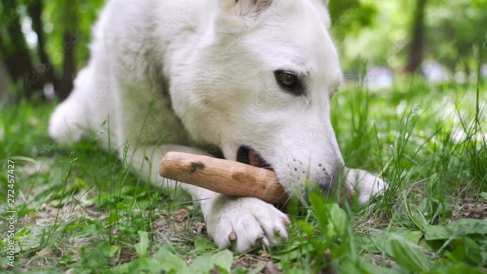 White Swiss Shepherd nibbles a stick. White Swiss Shepherd nibbles a stick.