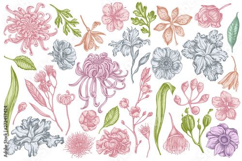Vector set of hand drawn pastel japanese chrysanthemum, blackberry lily, eucalyptus flower, anemone, iris japonica, sakura