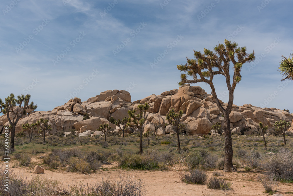 Joshua Trees in the rocky desert landscape of Joshua Tree National Park Joshua Trees in the rocky desert landscape of Joshua Tree National Park