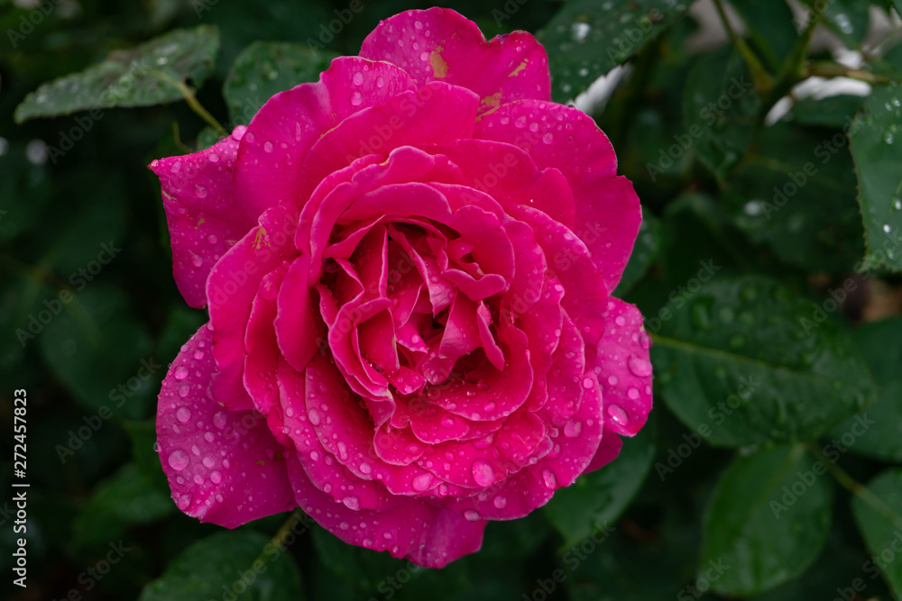 Garden roses covered with rain droplets. Red, yellow, pink roses in the garden. Raindrops, dew on the petals and leaves of roses. Beautiful blooming roses. Garden roses covered with rain droplets. Red, yellow, pink roses in the garden. Raindrops, dew on the petals and leaves of roses. Beautiful blooming roses.