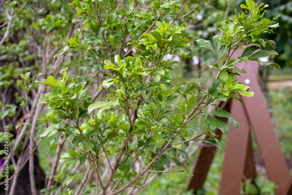 chinese rice flower or chinese perfume plant  is in aglaia odorata species and in the family Meliaceae..