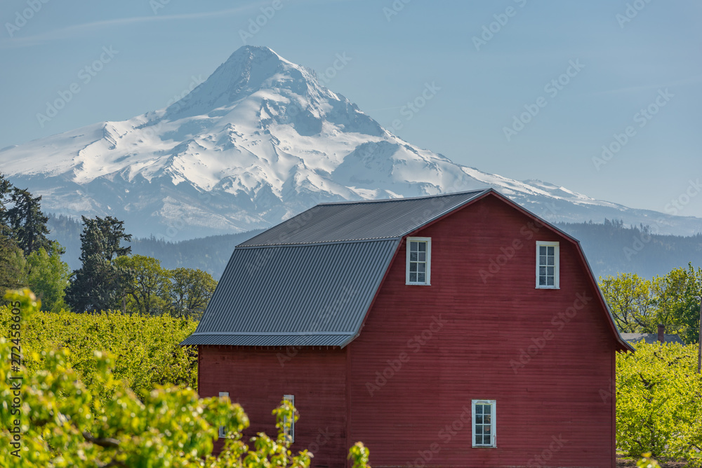 Majestic Oregon country scenery of Mt Hood over classic red barn Majestic Oregon country scenery of Mt Hood over classic red barn