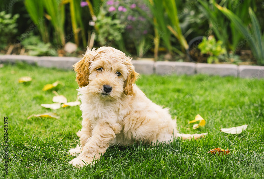 Adorable golden Cockapoo puppy playing in garden outside