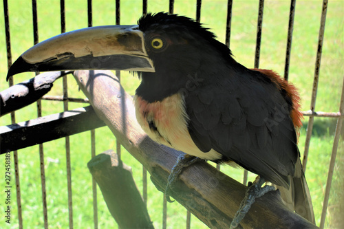 Toucan Bird sitting on a branch