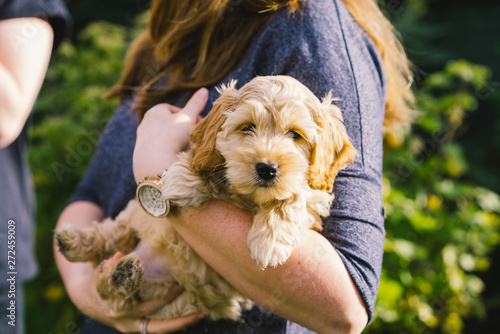 Adorable golden Cockapoo puppy playing in garden outside photo