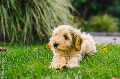 Adorable golden Cockapoo puppy playing in garden outside