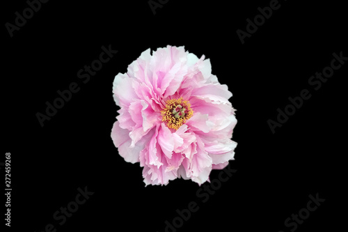 Beautiful Closeup peony flower isolated with black background.