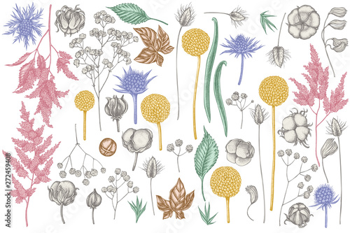 Vector set of hand drawn pastel astilbe, craspedia, blue eryngo, lagurus, cotton, gypsophila