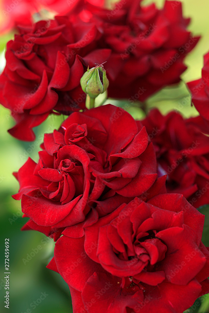 colorful rose in summer garden colorful rose in summer garden
