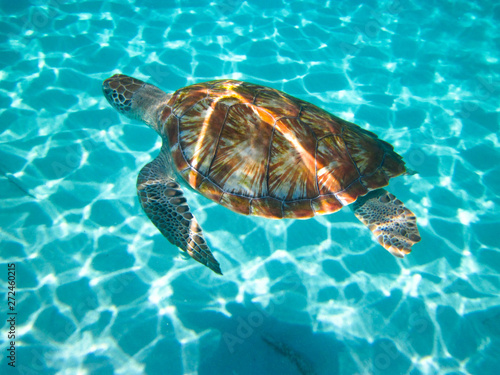 Sunlight reflects off the back of a green sea turtle  Chelonia mydas  as it swims.Sunlight sparkles on the sandy ocean floor in the background as the creature is viewed from above