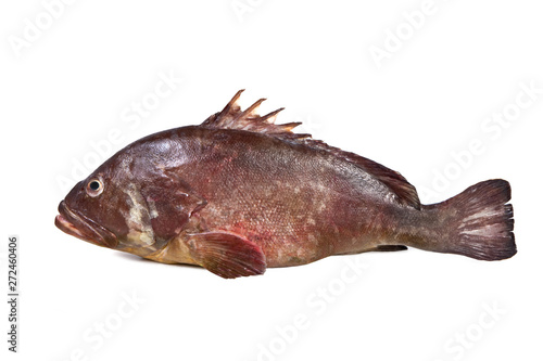 Mediterranean fish Grouper Cernia Epinephelinae