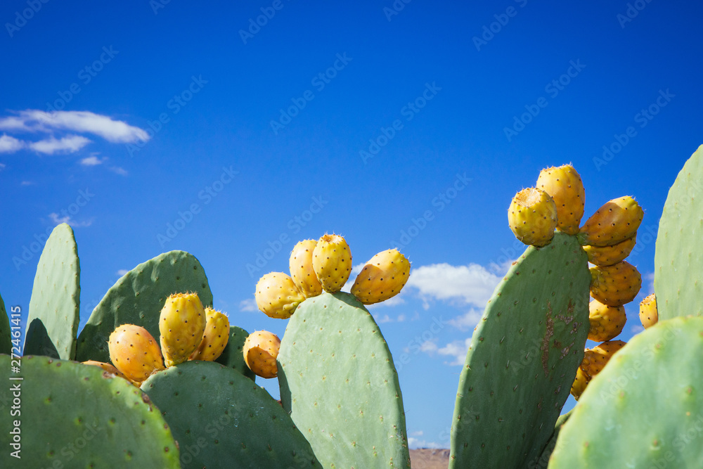 Prickly pear cactus (Opuntia ficus-indica) Sicily Prickly pear cactus (Opuntia ficus-indica) Sicily
