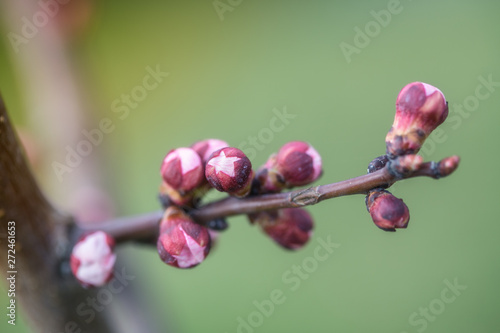 Apricot buds in the spring