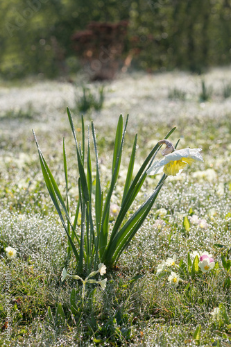Garden flowers