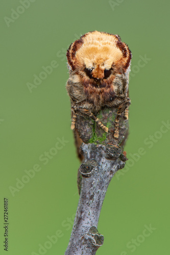 Buff-tip - Phalera bucephala