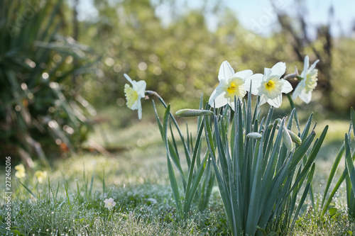 Garden flowers