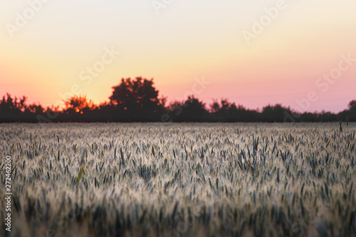 Wheat grass field with evening light