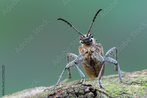 Принти на полотні Ribbed Pine Borer - Rhagium inquisitor