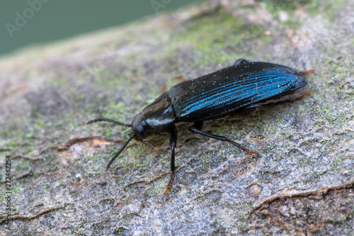 a beetle - Melandrya caraboides