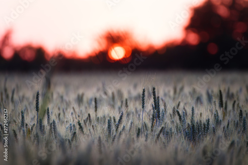 Wheat grass field at sunset
