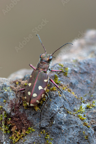 Tiger beetle - Calomera littoralis photo